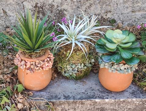 Orcetto vintage con Echeveria H 23 - Sconto per Fioristi e Aziende . - Terracotta decorata