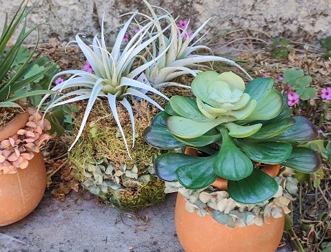 Orcetto vintage con Echeveria H 23 - Sconto per Fioristi e Aziende . - Terracotta decorata