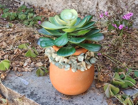 Orcetto vintage con Echeveria H 23 - Sconto per Fioristi e Aziende - Terracotta decorata