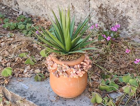 Orcetto vintage con Agave H 25 - Sconto per Fioristi e Aziende - Terracotta decorata