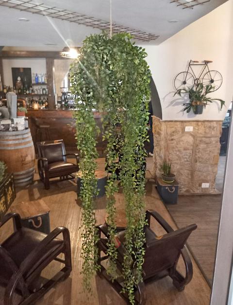Ruscus Kokedama H 160  - Sconto per Fioristi e Aziende - In gomma su Sfera dm.30