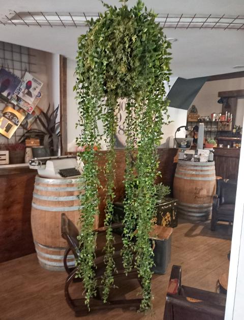 Ruscus Kokedama H 160  - Sconto per Fioristi e Aziende - In gomma su Sfera dm.30