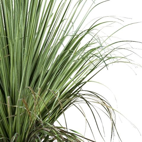 Beaucarnea H 68 con radici - Sconti per Fioristi e Aziende . - Artificiale con vaso