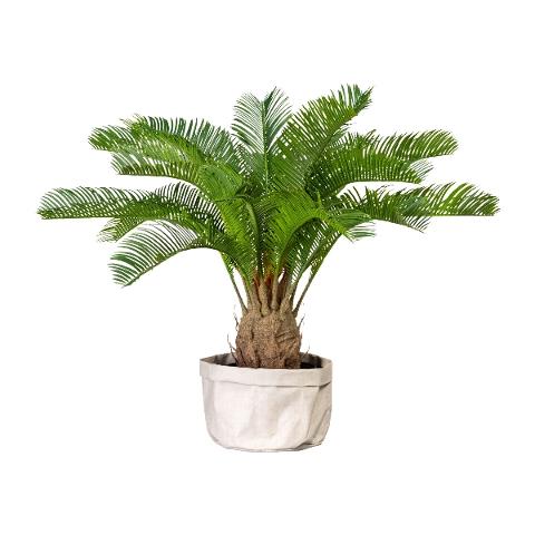 Cicas Palm H 60 con 18 Lvs  - Sconti per Fioristi e Aziende . - Artificiale con vaso