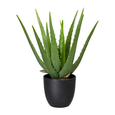 Aloe x 13 H 33 con vaso - Sconti per Fioristi e Aziende  - Artificiale