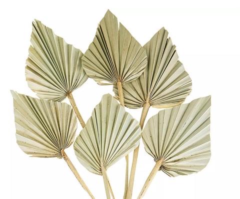Palm Spear H 55 Naturale - Sconti per Fioristi e Aziende  - Confezione da 10 foglie