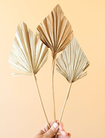 Palm Spear H 55 Naturale - Sconti per Fioristi e Aziende - Confezione da 10 foglie