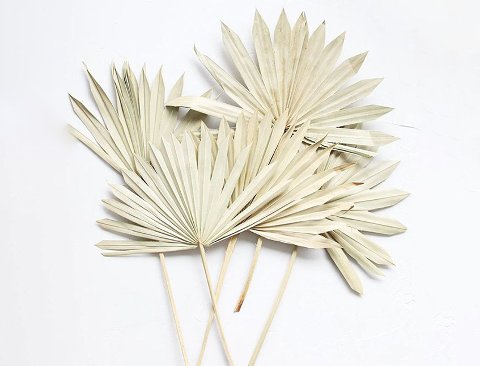 Palm Sun H 65 Naturale - Sconti per Fioristi e Aziende  - Confezione da 7 foglie