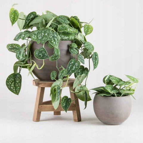 Scindapsus Pictus H 120  - Sconto per Fioristi e Aziende . - Cadente in poliester