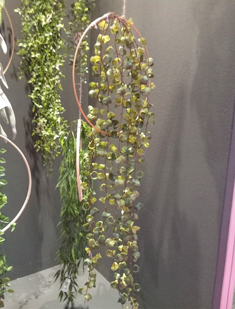 Ficus Barock Cadente H100 - Sconti per Fioristi e Aziende  - in gomma