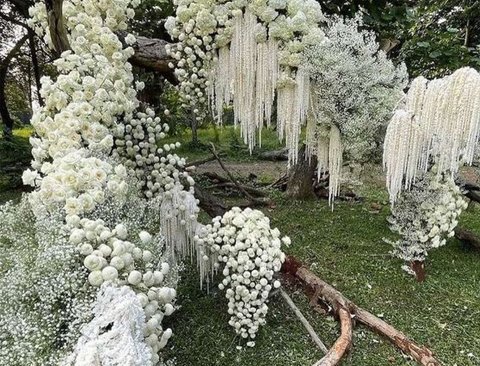 Amaranthus Bianco H 90/110 - Sconti per Fioristi e Aziende  -Caudatum Stabilizzato