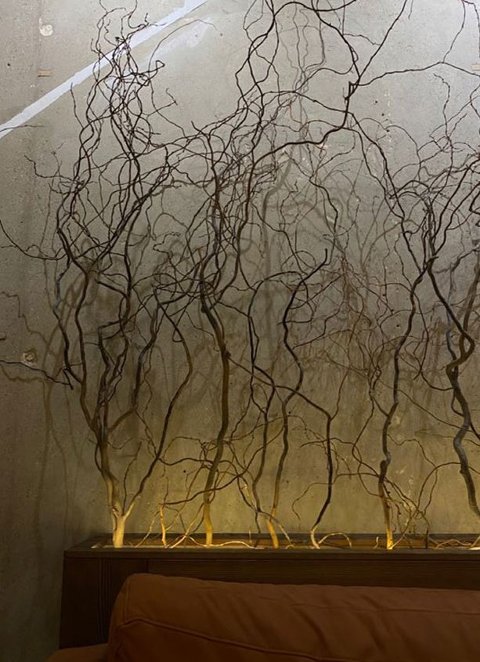 Nocciolo Contorto H 300 x 10 - Sconti per Fioristi e Aziende - Salix Willow naturale