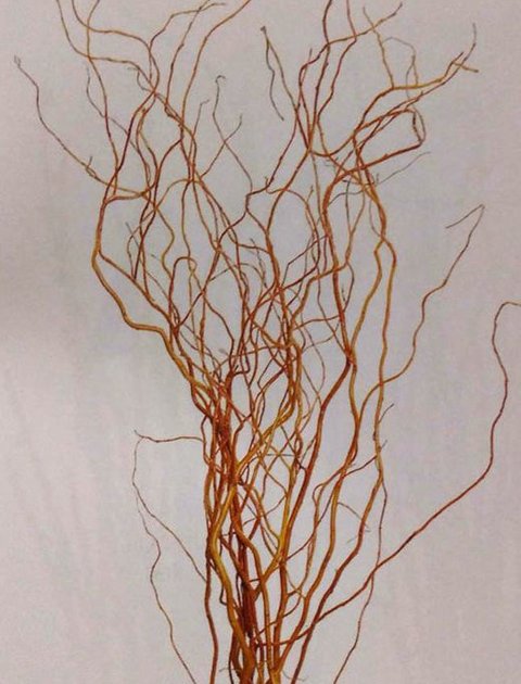 Salix Willow H 160 x 20 rami - Sconti per Fioristi e Aziende . - Nocciolo Contorto