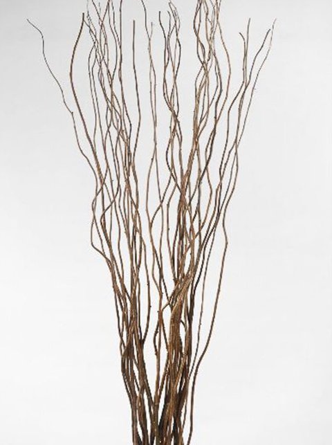 Waiden Curley Naturale  - Sconti per Fioristi e Aziende - Mazzo H 180 x 10 rami