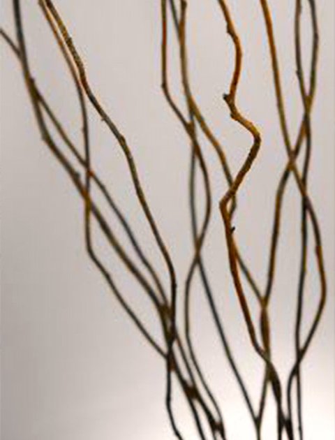 Waiden Curley Naturale  - Sconti per Fioristi e Aziende - Mazzo H 180 x 10 rami