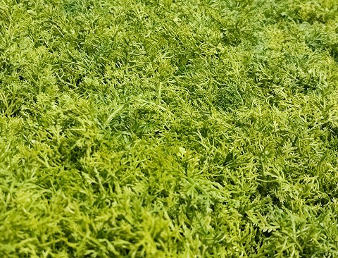 Pannello Muschio cm. 50x50 - Sconti per Fioristi e Aziende . - Artificiale Gommato