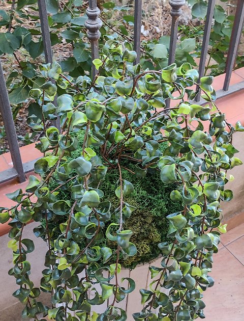 Kokedama Barock H 100  - Sconto per Fioristi e Aziende . - Su sfera Dm. 30