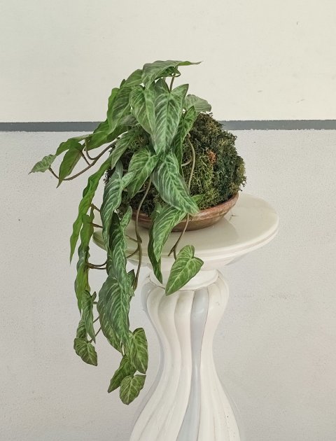 Kokedama Alocasia H 48 - Sconto per Fioristi e Aziende . - In Poliester dm. 28
