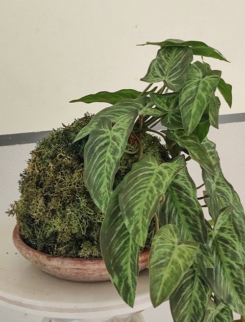Kokedama Alocasia H 48 - Sconto per Fioristi e Aziende . - In Poliester dm. 28