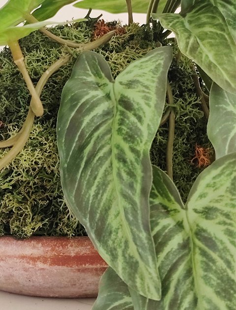 Kokedama Alocasia H 48 - Sconto per Fioristi e Aziende . - In Poliester dm. 28