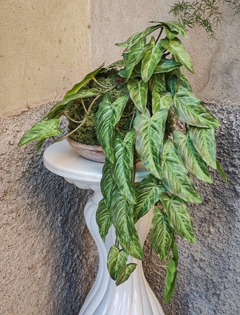 Kokedama Alocasia H 48 - Sconto per Fioristi e Aziende  - In Poliester dm. 28