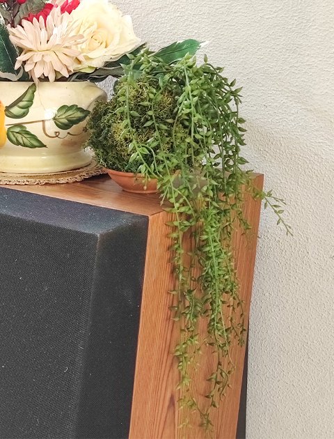 Kokedama Senecio H 75 - Sconto per Fioristi e Aziende . - Dm. 12 in gomma