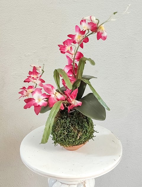 Kokedama Orchidea H 40 - Sconto per Fioristi e Aziende  - Lavanda dm. 25