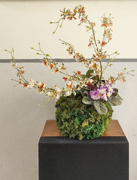Kokedama Dancing Orchid - Sconto per Fioristi e Aziende . - Beige H 60 dm. 50