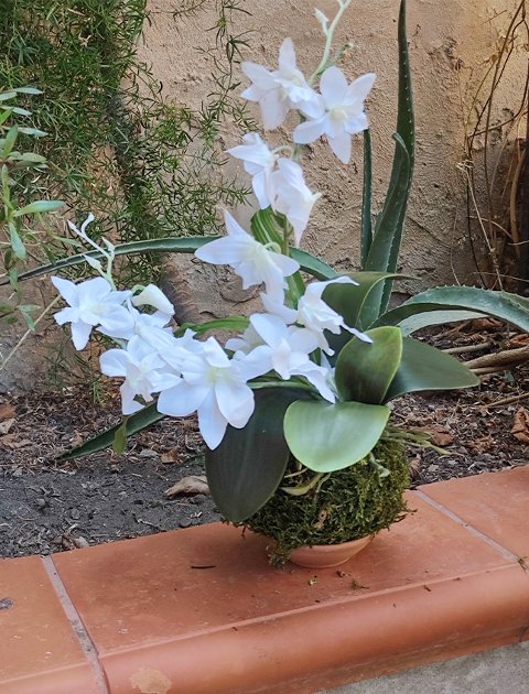 Kokedama Orchidea H 40 - Sconto per Fioristi e Aziende . - Bianca dm. 25