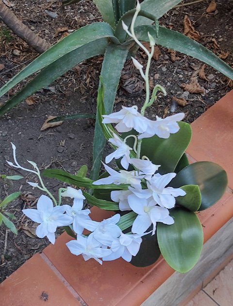 Kokedama Orchidea H 40 - Sconto per Fioristi e Aziende . - Bianca dm. 25