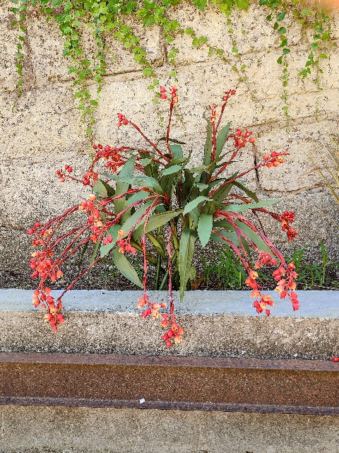 Bilbergia Plant H 180  - Sconti per Fioristi e Aziende - Artificiale