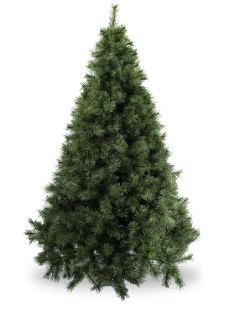 Albero Natale di Pino verde  Sconti per Fioristi e Aziende  - H 183/213/244/274