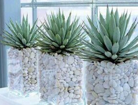 Agave gomma H 20 cm.  - Sconti per Fioristi e Aziende  - Con 36 foglie