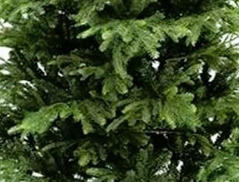Albero Wild abete chiaro - Sconti per Fioristi e Aziende - H 213/244 in PE+PVC