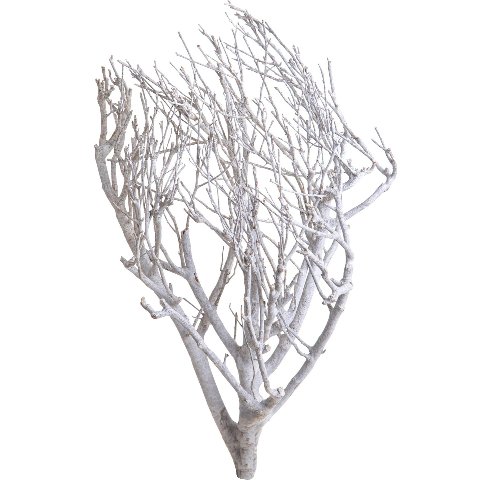 Manzanite H 60/80 Bianca - Sconti per Fioristi e Aziende - Stabilizzata