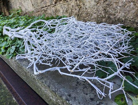 Manzanite H 60/80 Bianca - Sconti per Fioristi e Aziende - Stabilizzata