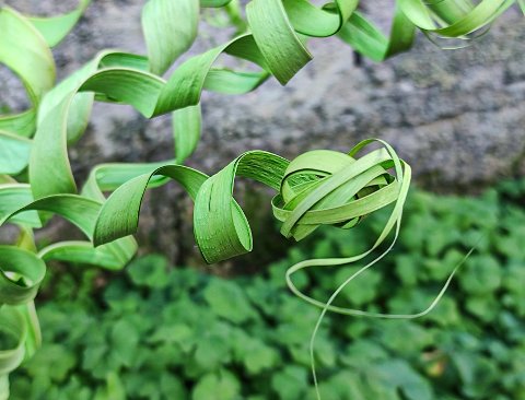 Ricciolo di canna x 5 - Sconti per Fioristi e Aziende  -H 60 Diversi colori