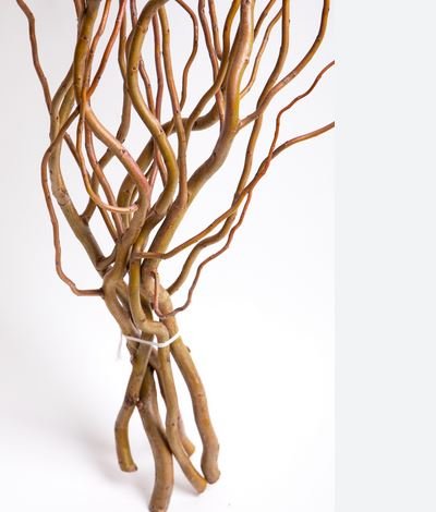 Nocciolo Contorto H 300 x 10 - Sconti per Fioristi e Aziende - Salix Willow naturale