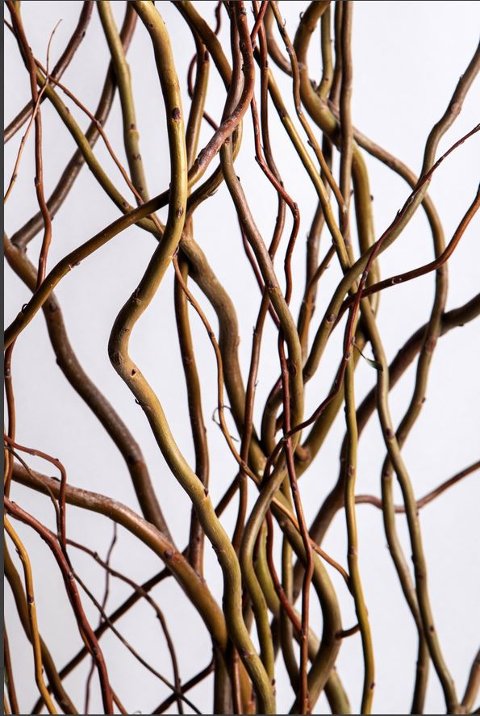 Nocciolo Contorto H 300 x 10 - Sconti per Fioristi e Aziende - Salix Willow naturale