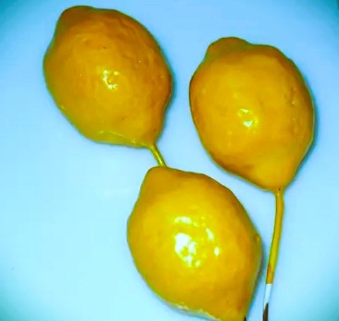 Limoni x 6  steccati H 13 - Sconti per Fioristi e Aziende .