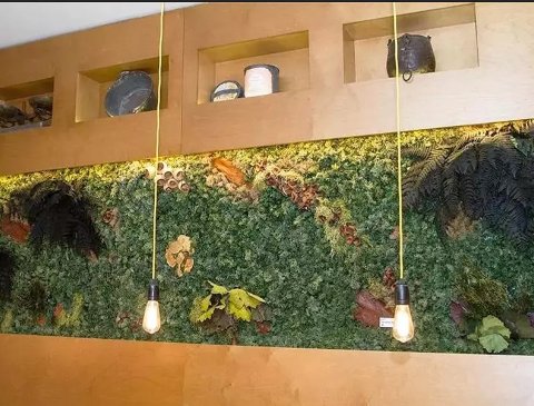 Giardini Vegetali Preservatii - Sconti per Fioristi e Aziende . - Adatto per Interno