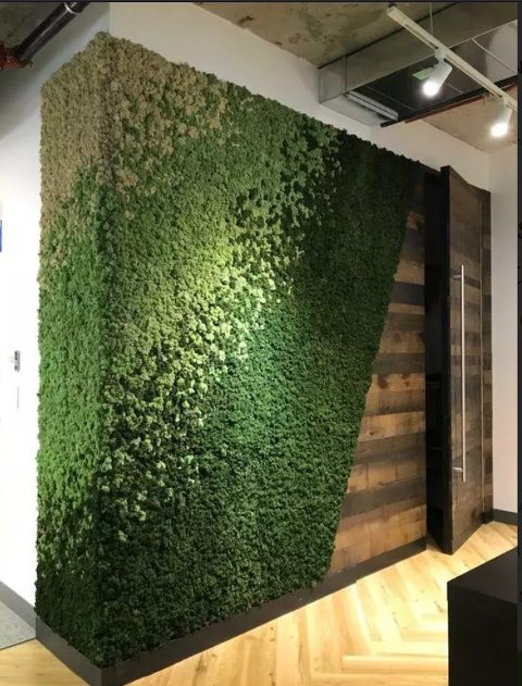 Parete Moss Stabilizzata - Sconti per Fioristi e Aziende . - Wall Moss a metro quadrato