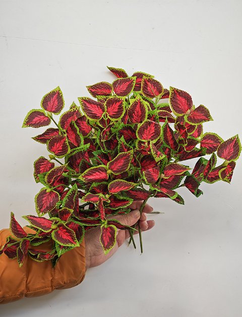 Coleus Bush x 6 - Sconti per Fioristi e Aziende - H 25 In poliester