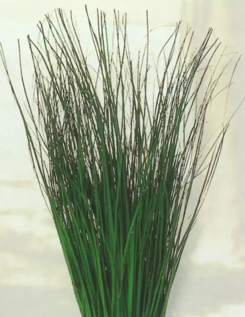 Bear Grass Naturale stabilizzato gr. 300 - Sconti per Fioristi e Aziende
