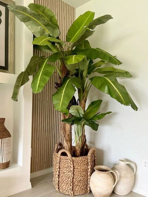 Banano x 3 H 180 w/25 Lvs - Sconti per Fioristi e Aziende . -Artificiale con vaso