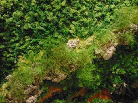 Giardini Vegetali Preservatii - Sconti per Fioristi e Aziende . - Adatto per Interno