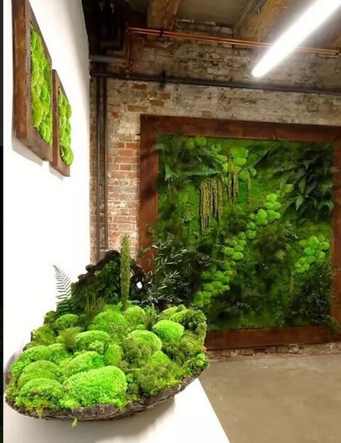 Muschio Ball Moss /Pole Moss Preservato - Sconti per Fioristi e Aziende - Leucobrium Glaucum