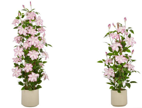 Clematis Fiorita x 3 in poliester - Sconti per Fioristi e Aziende