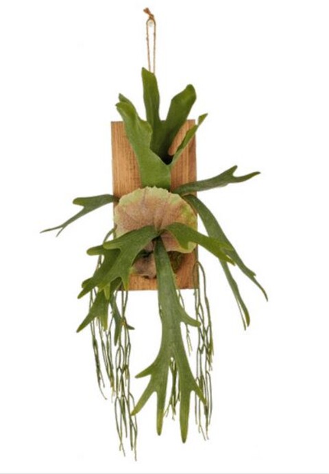 Platicerium Bifurcuo cm. 35 - Sconti per Fioristi e Aziende . -  Corna d'alce Artificiale