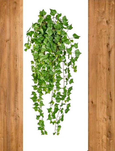 Edera Cadente Inglese H 85  - Sconti per Fioristi e Aziende - Con 14 rami e 191 foglie